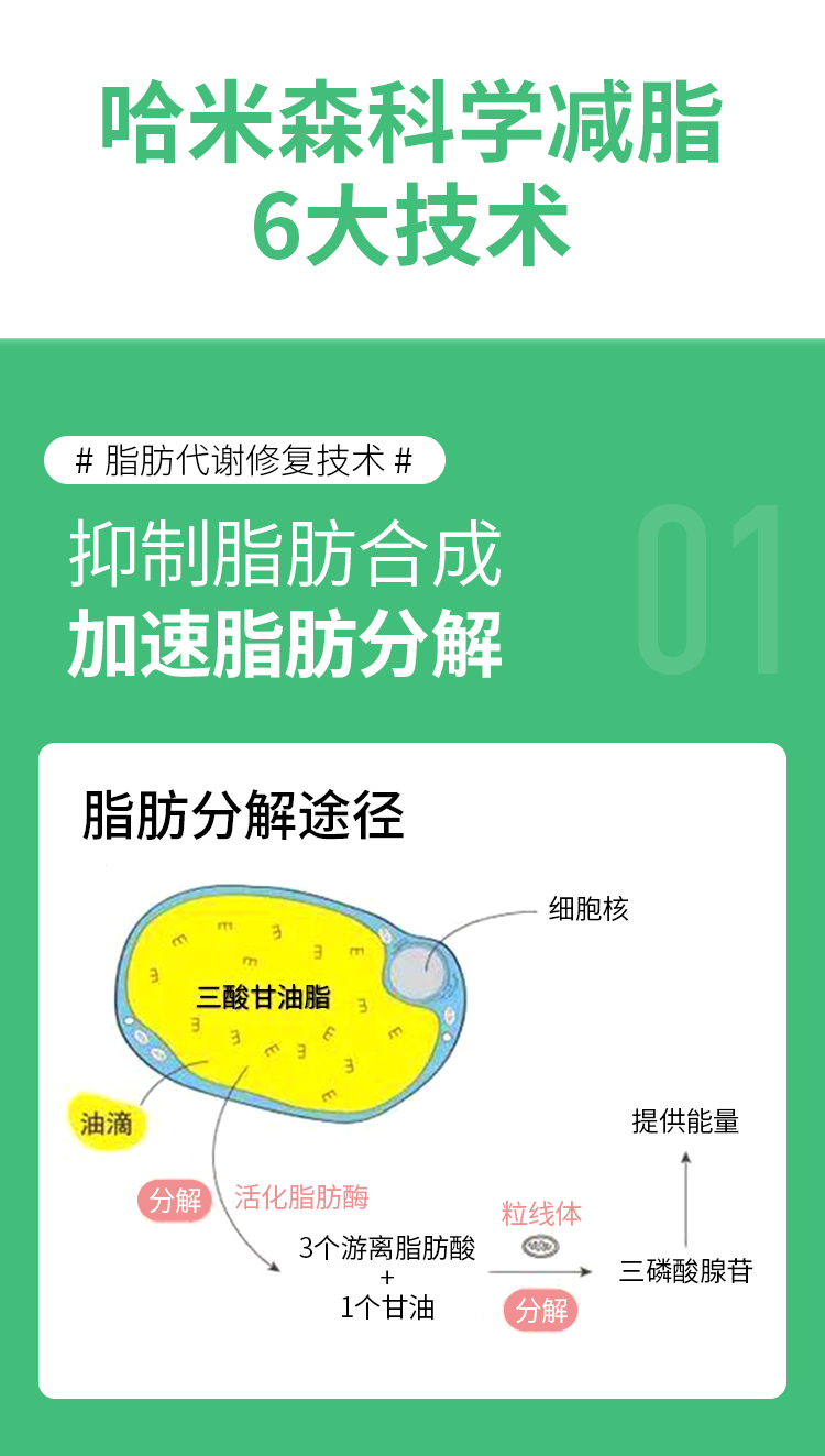 哈米森可以吃主食的科学减脂技术！